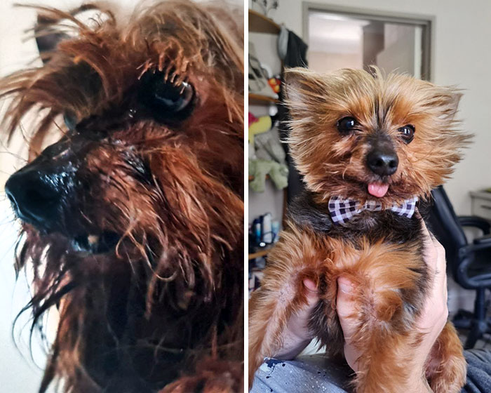 I Adopted 1 Year Ago Today. Toothless Now Loves His Life