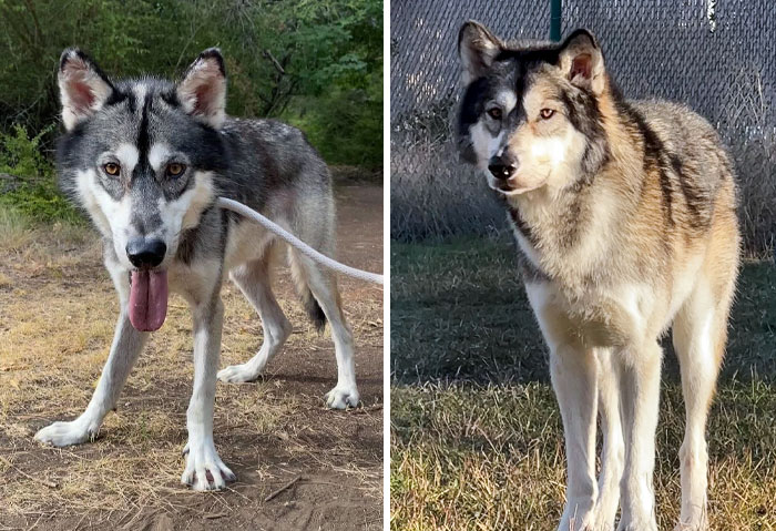 It’s Been A Year Since I Adopted Kenai. You Don’t Notice A Change Until You Look At The Old Pictures