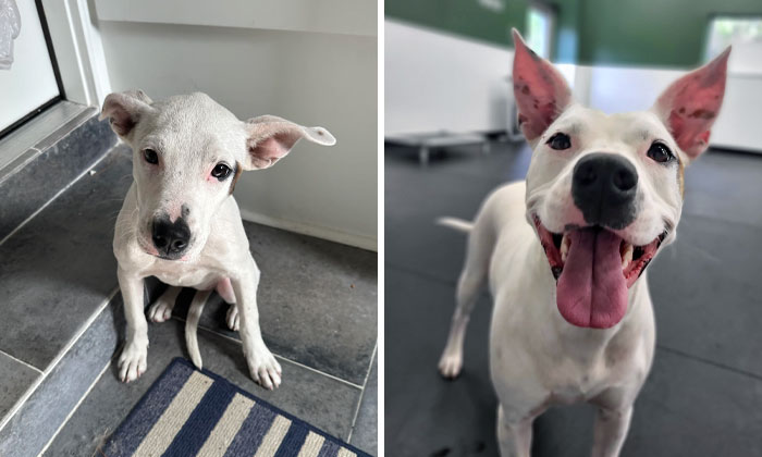 One Year Ago, We Rescued Her From Under A House. Now She's A Happy Pup