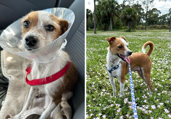 Bringing Daisy Home vs. Now