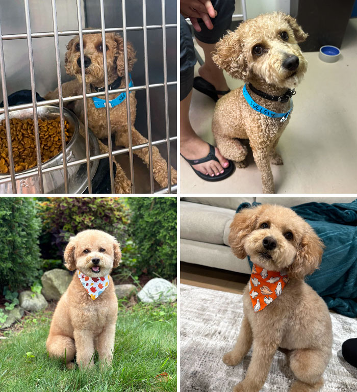 This Is Cosmo And He Was A Stray In Detroit. We Have Had Him For 3 Months Now. I Didn’t Realize How Skinny He Was When We Rescued Him