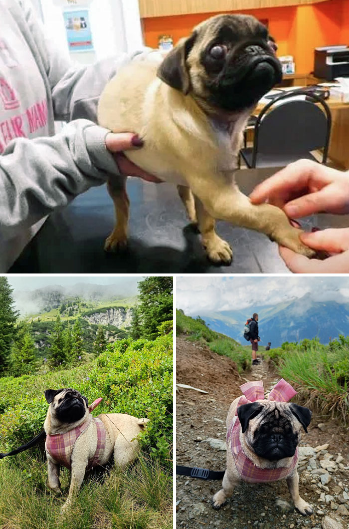 From Scared Puppy To Travel Princess. Little Lola Living The Life