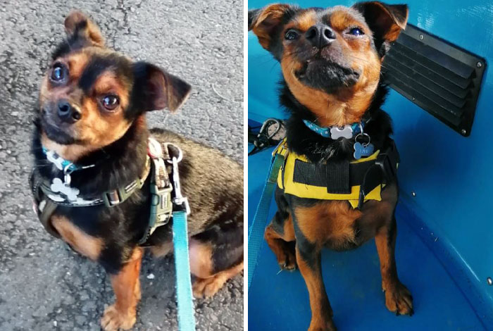 Worried Dog Before And Now A Happy Dog