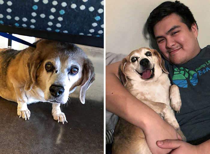 This Is Luna. Her Owners Abandoned Her. She’s Overweight And Elderly, But 8 Hours Later, She Already Looks Happier