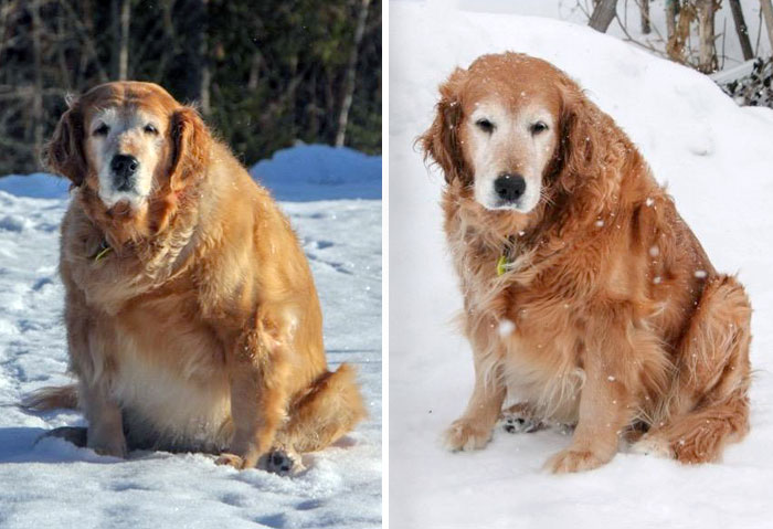 Fed Junk Food And Never Given Any Exercise Her Whole Life, Shiloh Couldn't Walk More Than 10 Meters Before Having To Stop And Rest. 3 Months Later, She's Lost 30 Pounds