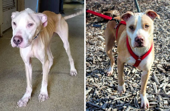 Joker Was A Bait Dog For I Don't Know How Long. It Amazes Me From The Moment I Met Him All He Needed Was Love To Heal