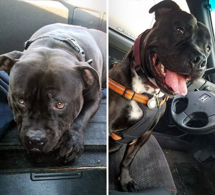 Before And After Adoption Picture Of Some Guy's Dog. Of Course, It’s Happier. Now Dog Gets To Drive