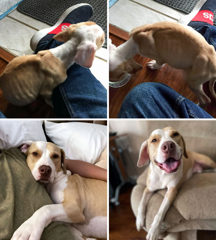 This Is Odin, My Unplanned 3rd Dog