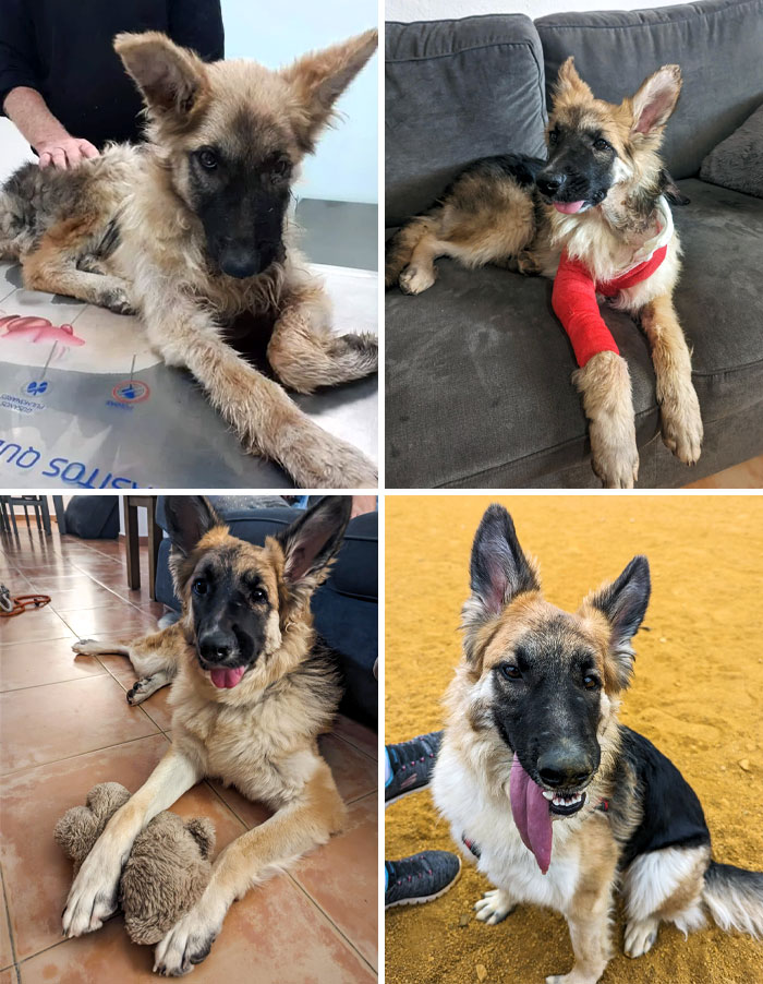 Elsa Was Found In A Ditch With A Broken Leg, A Broken Jaw, And A Large Abcess In Her Neck. I Just Couldn't Say No To Bringing Her Home. It's Been Six Months Since And She's The Silliest Dog