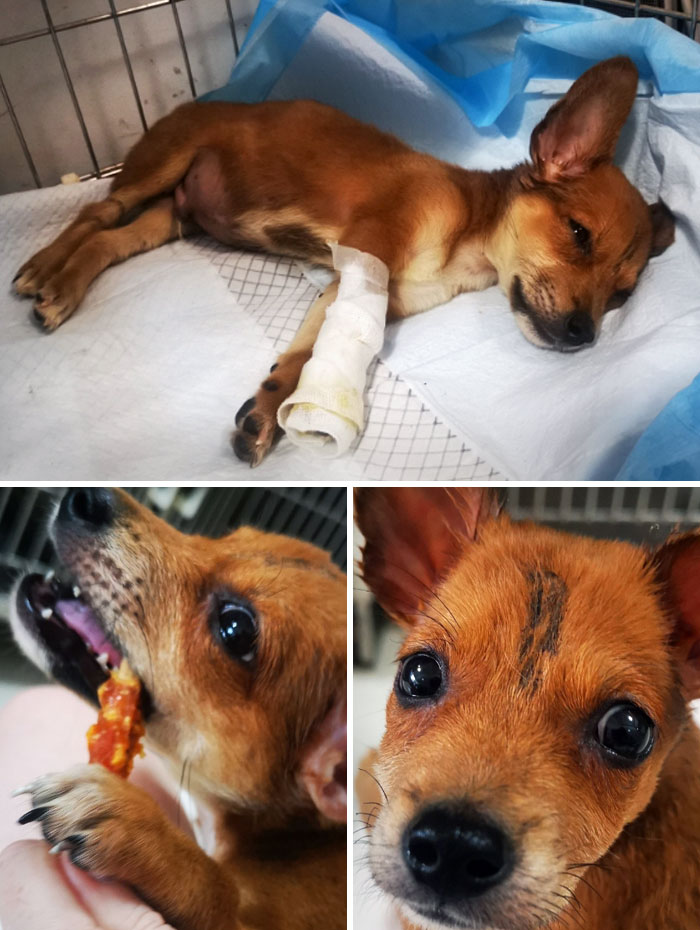 Six Days Since I Found This Little Guy. He'd Been Attacked By A Dog And Lost Part Of His Front Paw And Part Of His Ear, He Was Also Absolutely Terrified Of People. Now He Gives People Kisses