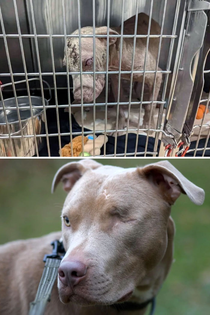 Bodhi's Before And After. He’s Thriving And Is About 52 Lbs And Holding Steady. He’s Been Great Around Other Dogs, Gained Some Confidence, And Does Great Around People