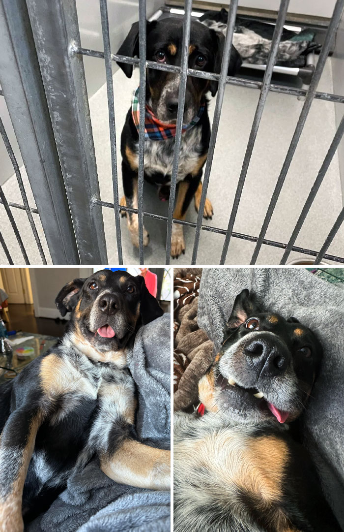 Wesley's Before And After. Now He Runs With Other Doggies In Dog Heaven