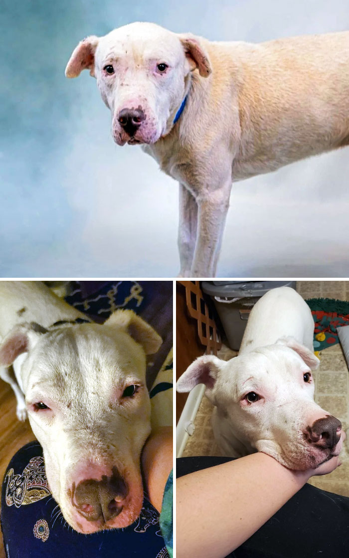 In October, I Drove 31 Hours To Adopt This Senior, Deaf, And Blind Boy From A Shelter