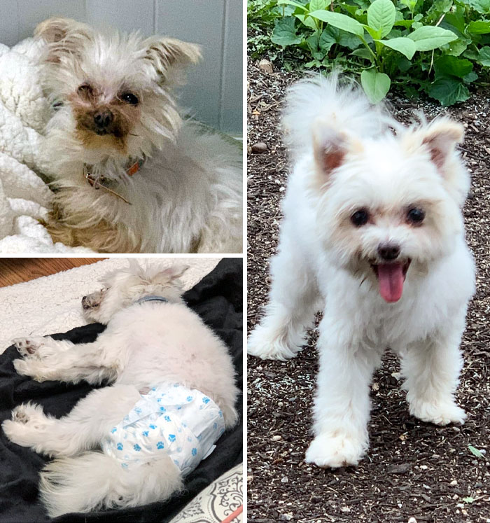 My Cousin Found Ellie Almost Frozen To Death On The Side Of The Road In Long Island, NY, Back In January And Has Nursed Her Back To The Health Ever Since