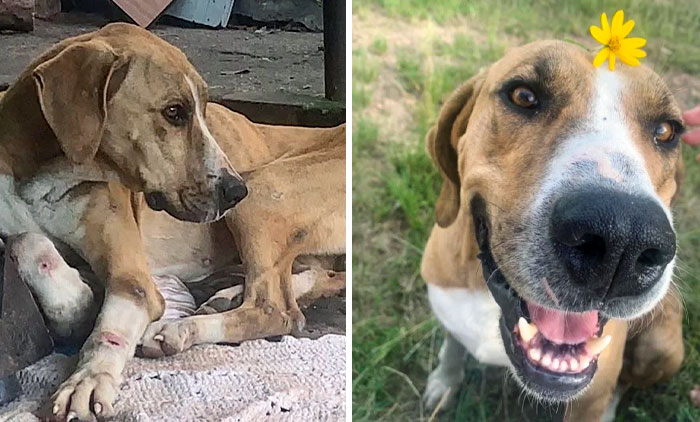 Scooby When We Rescued Him And Now