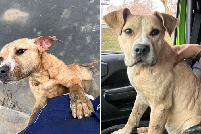 Met This Poor Abandoned Girl At A Work Site. Couldn’t Take Her In My Work Truck But Came Back 3 Hours Later And She Was Still There. She Has A New Home Now