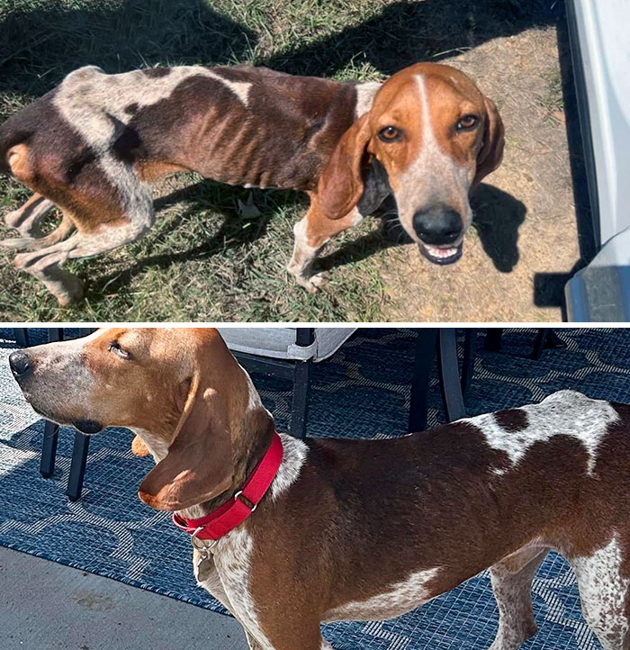 Before And After Abraham Being With Us For 1 Week. He’s The Sweetest Boy And Is Living A Good Life Now