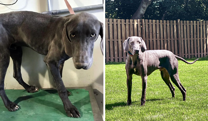 Before And After One Year Of Adoption