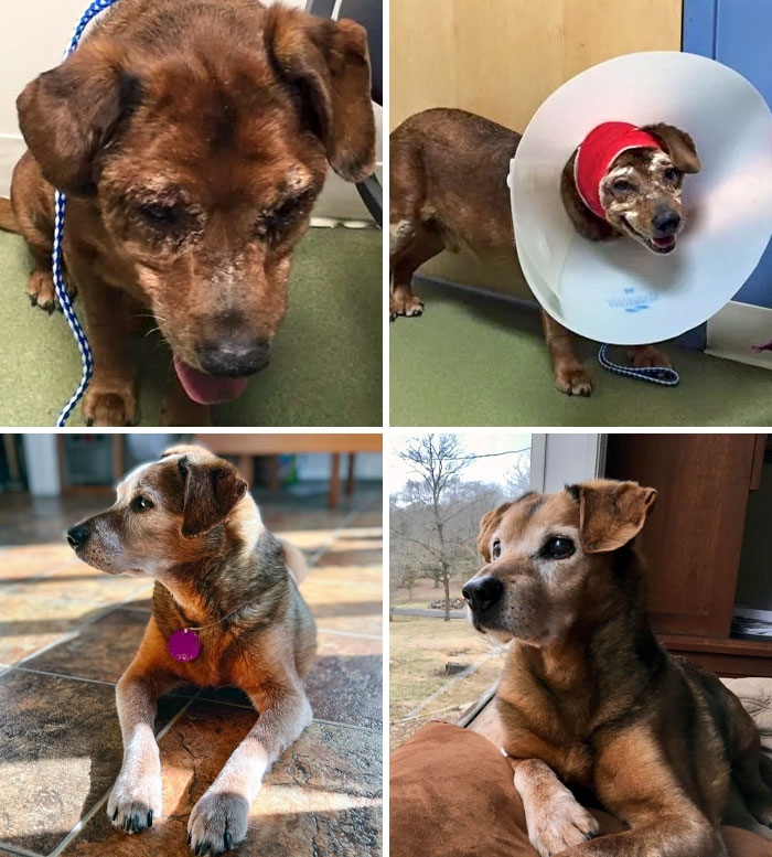 I Had To Say Goodbye To Jasper, But This October Would’ve Marked 8 Years Since His Adoption/Rescue