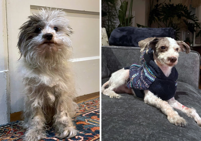 We Were Walking Our Dogs In The Park, And This Little Guy Creeped Up To Us. He Was Emaciated, Matted, And Had A Wound On His Foreleg. We Took Him To The Vet, And Now He's Staying With Us