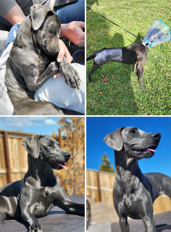 One Year Later Our Sweet Ruby Is Thriving