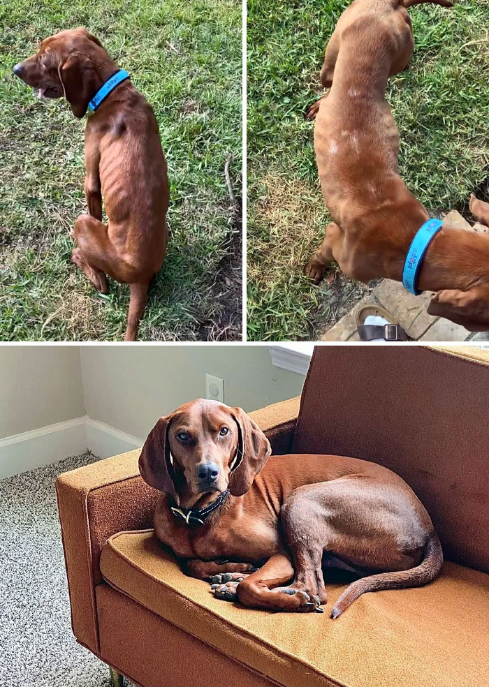 The Police Took Him And His Two Brothers From The Original Owner. Both Brothers Ended Up Passing At The Shelter. I Think We Must’ve Got Him Just In Time. Before vs. After