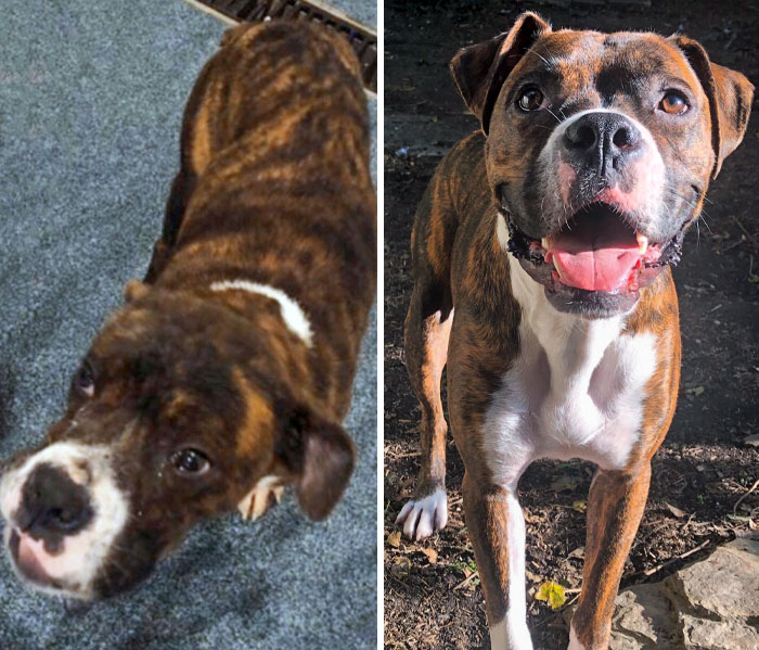 Before And After I Adopted My Buddy
