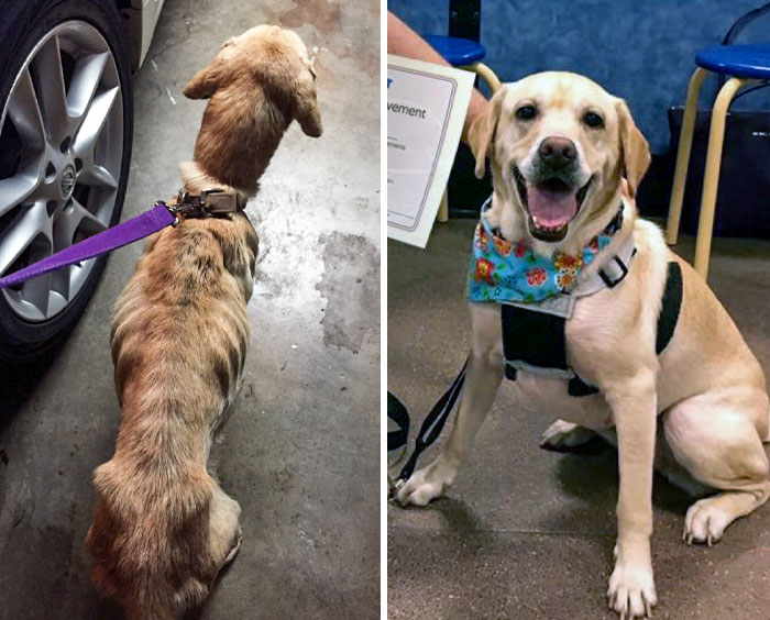 I Rescued Maggie Two Months Ago. She Made Great Progress