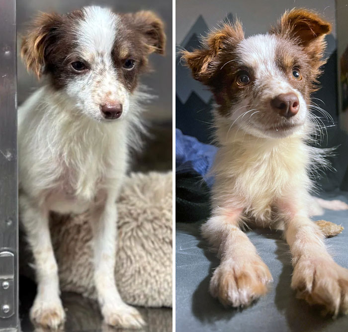 We Adopted This Very Sad Looking Girl On Saturday, And She Already Loves Her New Family