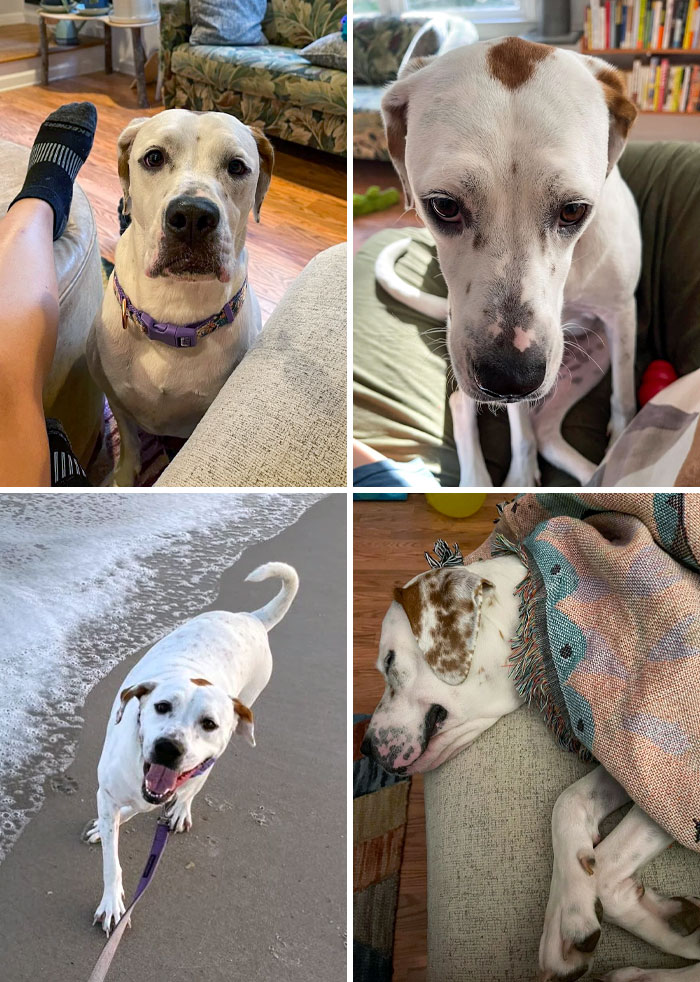 Anka Before vs. 6 Months At Home