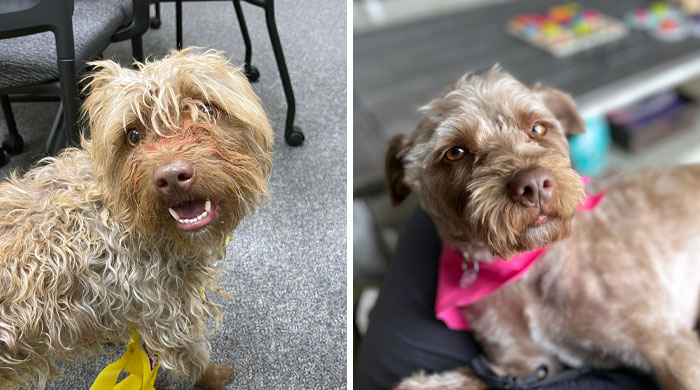 Saved By A Friend And Adopted By Our Family