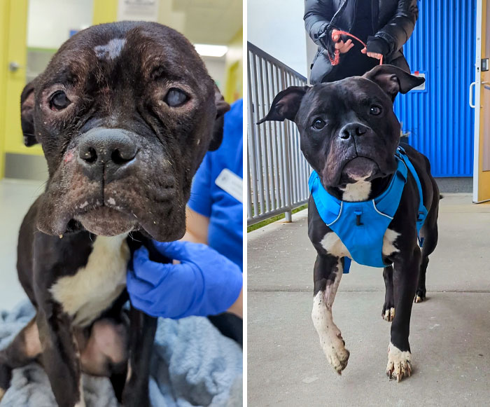 First Day At The Shelter vs. Last Day At The Shelter
