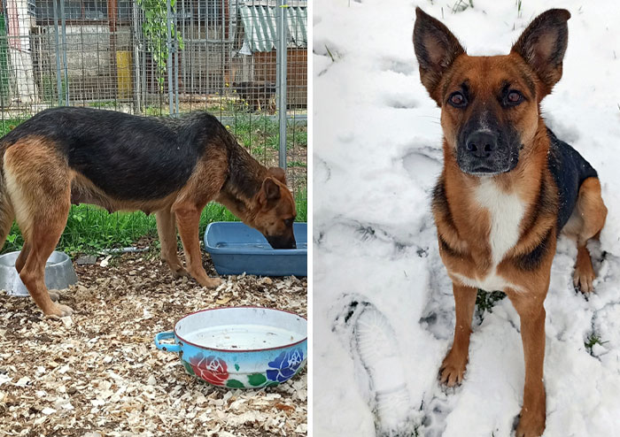 Went To Adopt A Puppy, But Her Mum Stole Our Hearts. Before vs. After