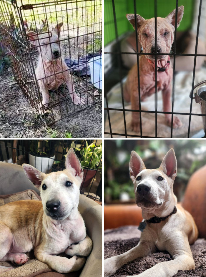 My Newest Foster, Gizzie, Is 8 Weeks Old And Has Demodex Mange, Entropion, Anemia, Skin And Eye Infections, A Corneal Ulcer, And Heart Murmur. After A Few Months Already Feeling Way Better