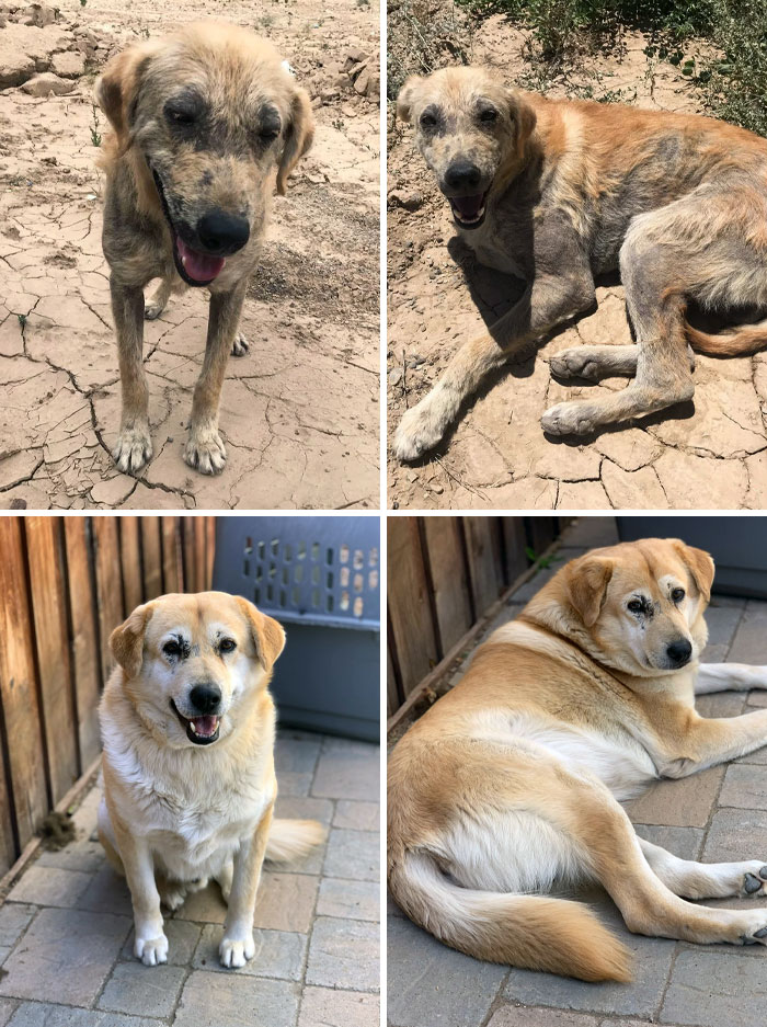 I Found This Babie In Kandahar 5 Years Ago, Half Starved And Mangy, And Now He’s Living The Dream Life