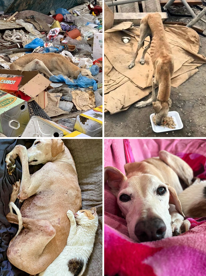 Winston Spent Nearly A Decade Surviving In An Industrial Area With A Broken Body. Nowadays, He Spends His Time Luxuriating In His Bed, Sunbathing, And Cuddling With His Little Sister Tilly