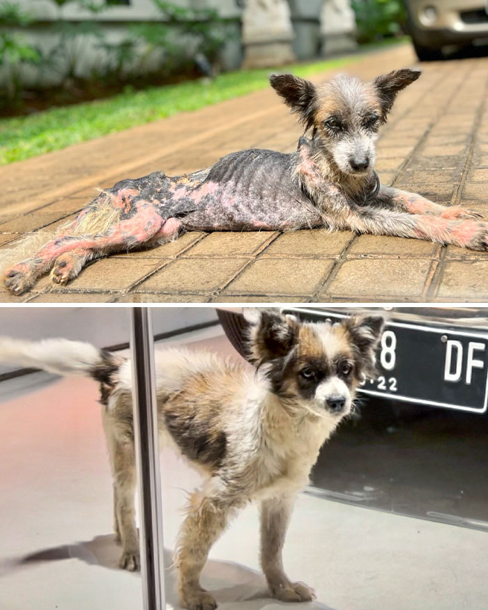 My Rescue Dog's 6-Month Transformation