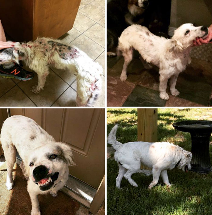 Multiple Weekly Baths And Hundreds Of Dollars Later We Have A Very Healthy Jack! He Has Turned Into Such A Warm, Loving Puppy