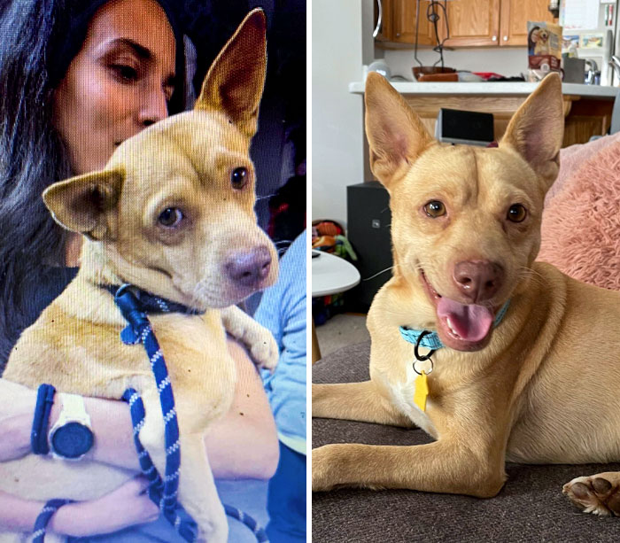 Our Foster Dog's Shelter Picture vs. The Day After We Got Him