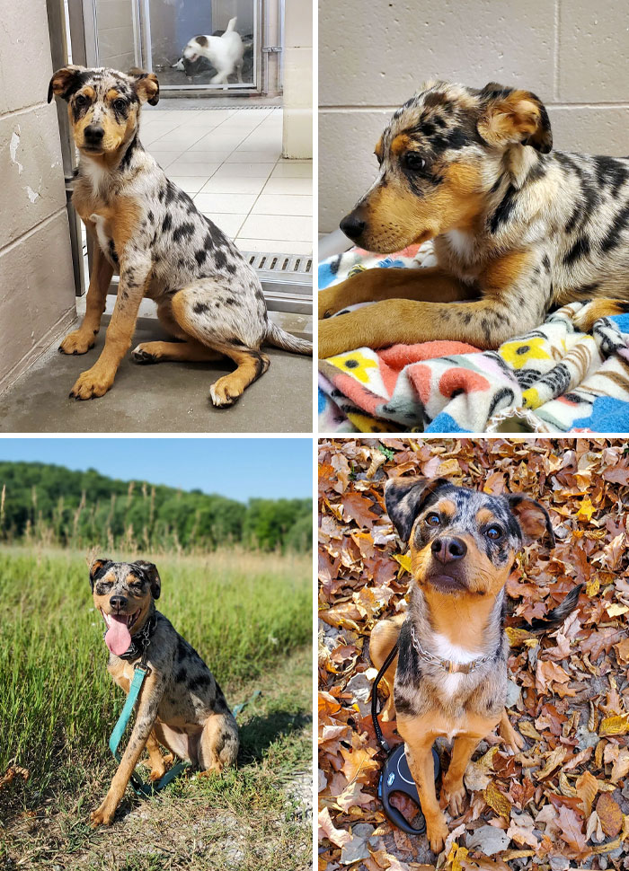 In 2022, A Hoarding Case Was Discovered In Which Dilly’s Owner Was Found To Have 165 Puppies On His Property. Dilly Was About 6 Weeks At The Time. Now She Has A Family And Is Loved