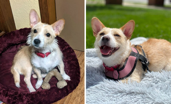 My Dog Was Pregnant And In A Shelter. This Is Her Before And After I Adopted Her. She’s A Happy Girl Now