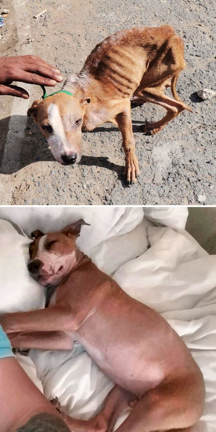 Jasper The Severely Emaciated Dog