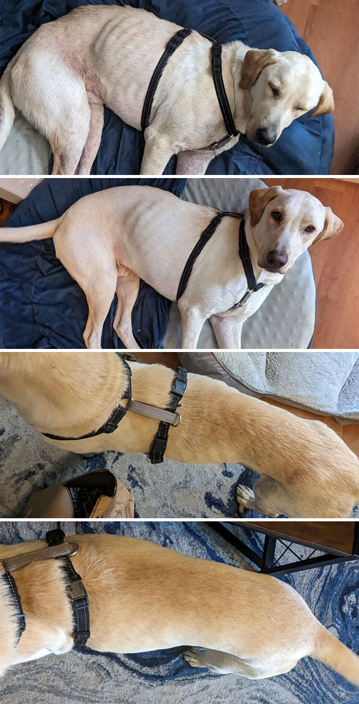 I Didn't Realize How Much Progress My Ex-Stray Had Made Until I Put These Pictures Together. Only Two Months After Adoption