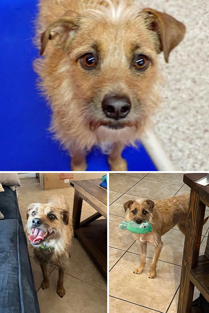 Confiscated For Being Left Outside 24/7 With No Food Or Water, Gizmo Is In Her Forever Home Now