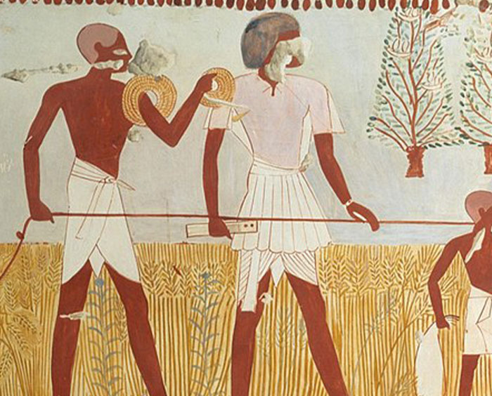 Ancient Egyptian wall painting depicting farmers harvesting crops in a historical agricultural scene.