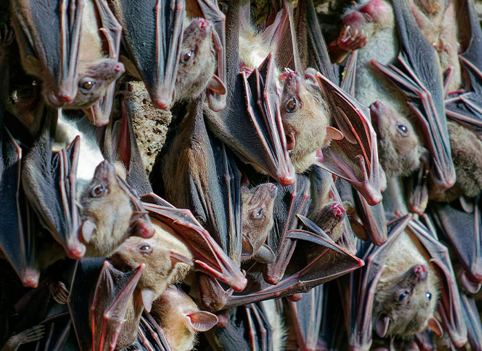 Close-up of bats hanging upside down in a cluster, highlighting nature’s unique features people just discovered today.