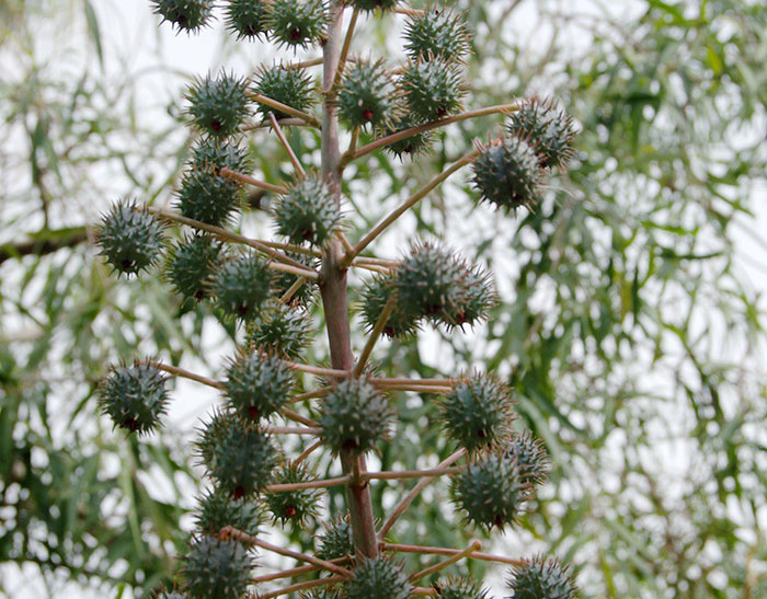 Spiky green seed pods on a plant branch, showcasing a unique natural discovery in an outdoor setting.