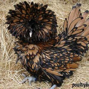 capeglossystarling avatar