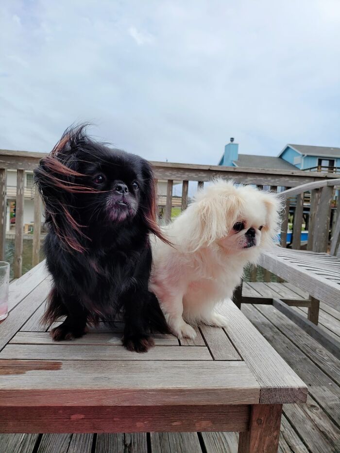 Zhen & Buddha, My Pekingese!