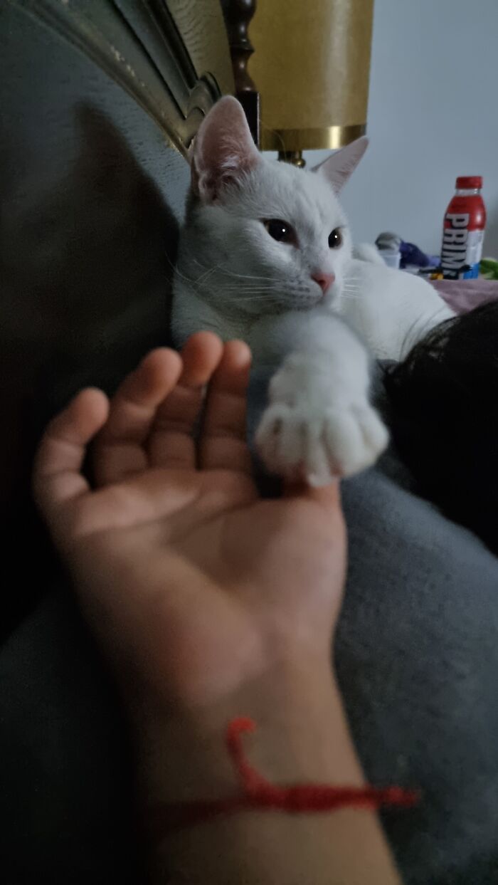 When My Son Călin Sleeps, Apollo Watches Over Him And Always Feels The Need To Touch Him